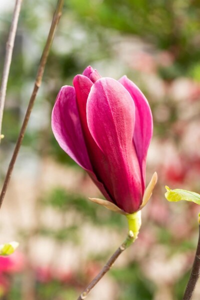 Magnolia liliiflora 'Nigra' C10 60-80