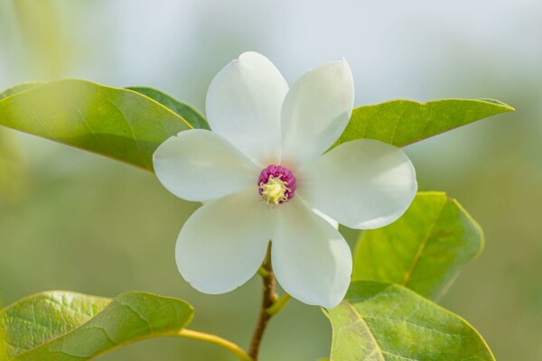 Magnolia sieboldii C12 80-100