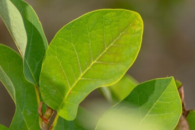 Magnolia sieboldii C7,5 60-80