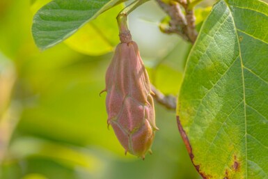 Magnolia sieboldii C7,5 60-80