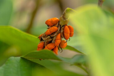 Magnolia sieboldii C7,5 60-80