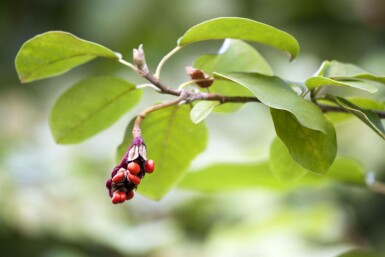 Magnolia sieboldii C7,5 60-80