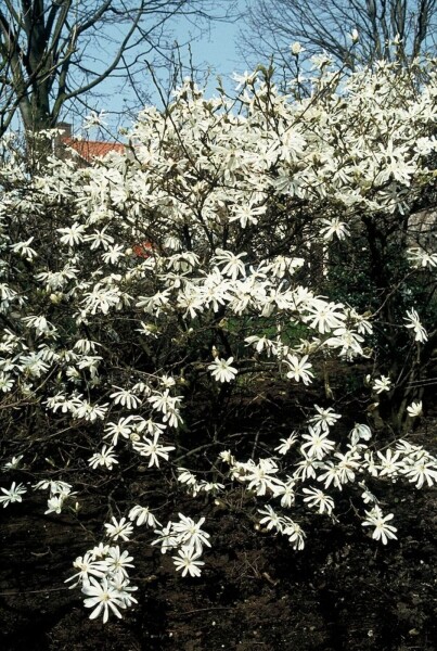 Magnolia stellata buske 60-80 cm