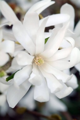 Magnolia stellata buske 60-80 cm