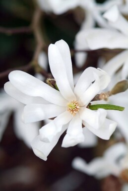 Magnolia stellata buske 60-80 cm