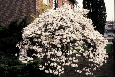 Magnolia stellata buske 60-80 cm