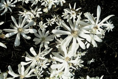 Magnolia stellata buske 60-80 cm