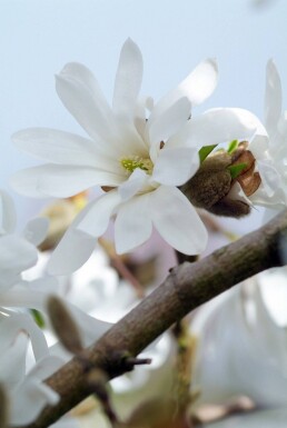 Magnolia stellata buske 60-80 cm