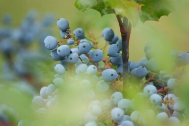 Mahonia aquifolium C2 15-20