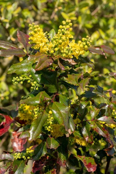 Mahonia aquifolium C2 30-35