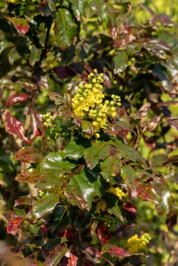Mahonia aquifolium C2 30-35