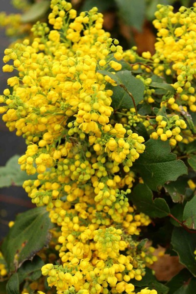 Mahonia aquifolium 'Apollo' C7,5 30-40