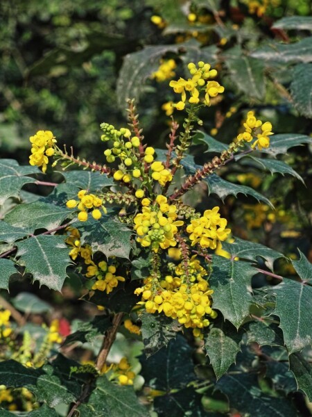 Mahonia media 'Charity' C3,5 30-40