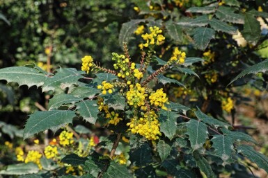 Mahonia media 'Charity' C12 60-80