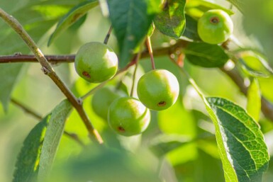 Malus 'Evereste' C4 60-80