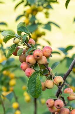 Malus 'Evereste' C12 150-175