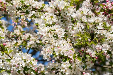 Malus 'Red Sentinel' C4 50-70
