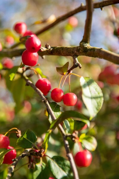 Malus 'Red Sentinel' C20 125-150