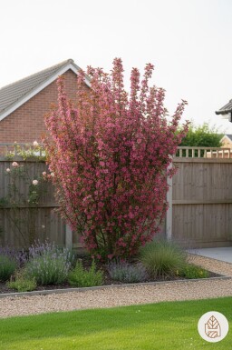 Malus toringo 'Scarlett' buske 60-80 cm