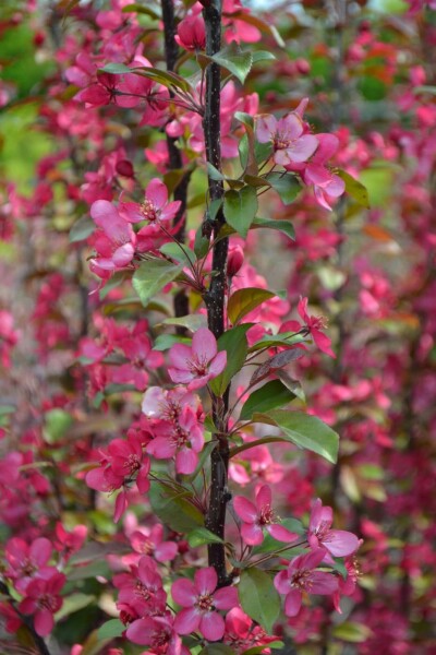 Prydnadsapel Malus toringo 'Scarlett' buske 125-150 C12 Malus toringo 'Scarlett' buske 125-150 cm