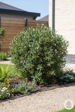 Myrica gale buske 40-60 cm