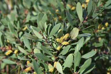 Myrica gale C12 50-60