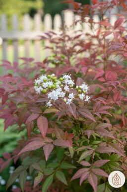 Nandina domestica buske 40-50 cm