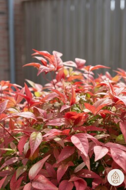 Nandina domestica 'Firepower' buske 35-40 cm