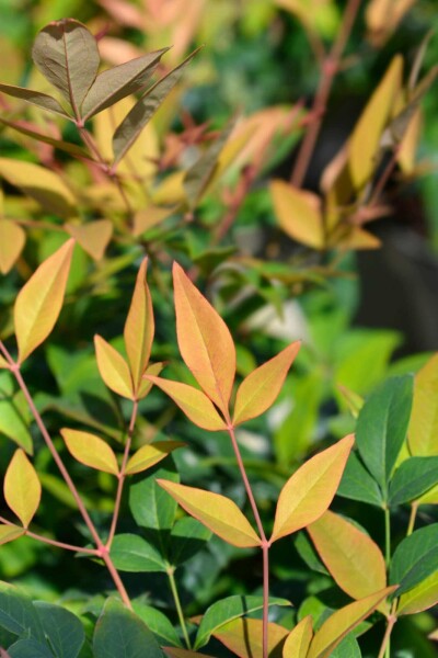 Nandina domestica 'Gulfstream' C3 30-40