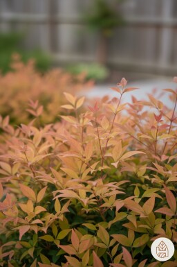 Nandina domestica 'Gulfstream' buske 30-40 cm