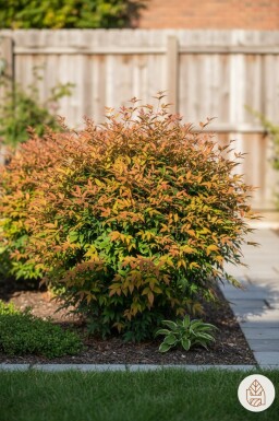 Nandina domestica 'Gulfstream' buske 35-40 cm