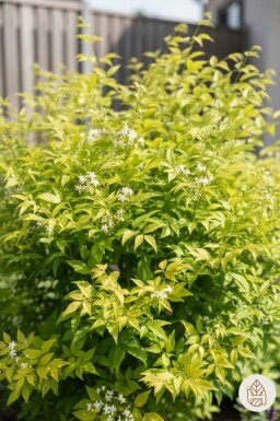 Nandina domestica 'Lemon and Lime' buske 20-25 cm