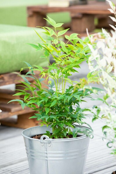 Nandina domestica 'Lemon and Lime' C3 25-35