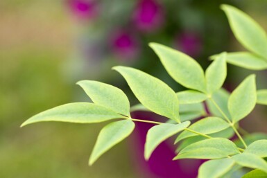 Nandina domestica 'Lemon and Lime' C3 25-35