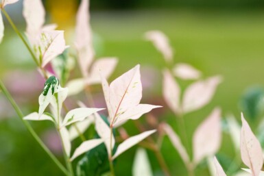 Nandina domestica 'Twilight' C20 50-60