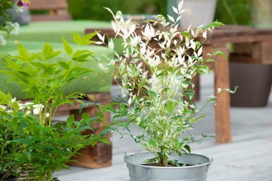 Nandina domestica 'Twilight' C20 50-60