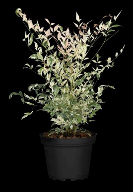Nandina domestica 'Twilight' C20 50-60
