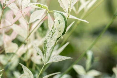 Nandina domestica 'Twilight' C2 20-25