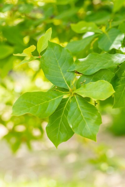 Nyssa sylvatica C20 100-125