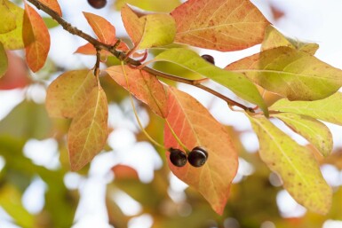 Nyssa sylvatica C20 100-125