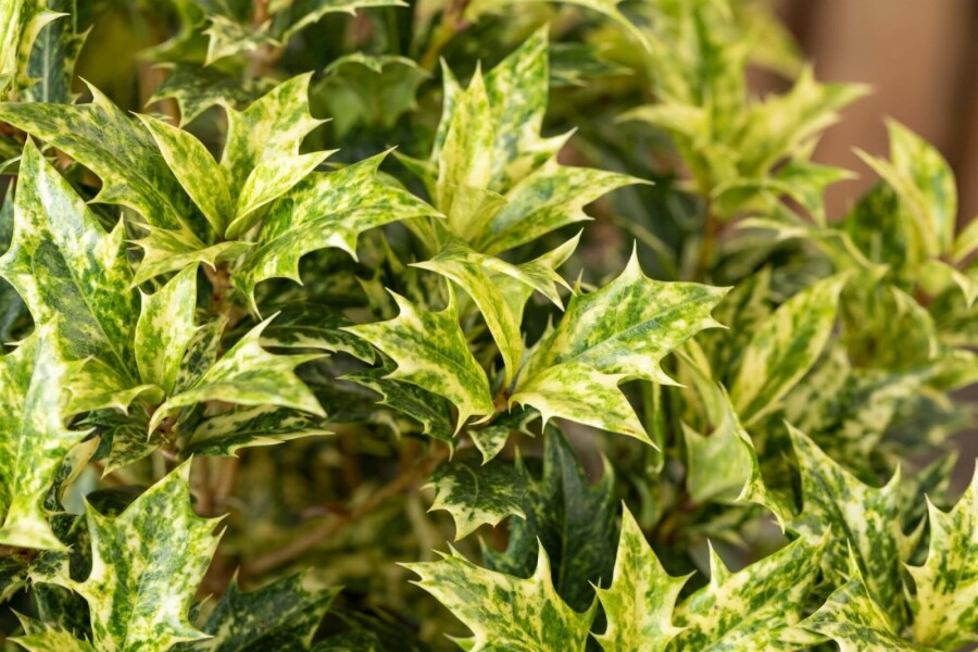 Doftbuske Osmanthus heterophyllus 'Goshiki' buske 60-80 C5 Osmanthus heterophyllus 'Goshiki' buske 60-80 cm