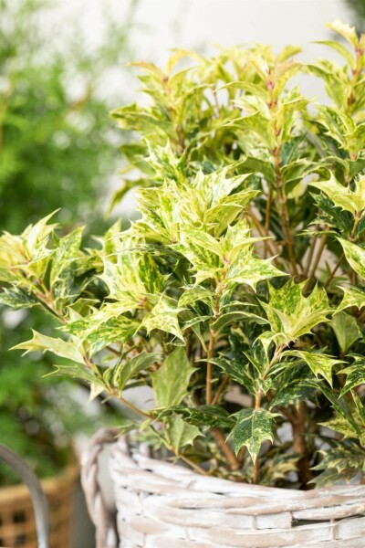 Doftbuske Osmanthus heterophyllus 'Goshiki' buske 25-30 C2,5 Osmanthus heterophyllus 'Goshiki' buske 25-30 cm