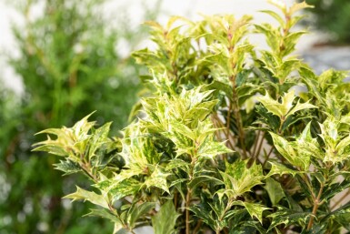 Doftbuske Osmanthus heterophyllus 'Goshiki' buske 40-50 C4 Osmanthus heterophyllus 'Goshiki' buske 40-50 cm