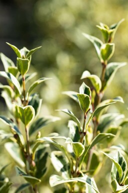 Doftbuske Osmanthus heterophyllus 'Variegatus' buske Osmanthus heterophyllus 'Variegatus' buske