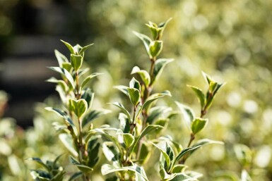 Doftbuske Osmanthus heterophyllus 'Variegatus' buske Osmanthus heterophyllus 'Variegatus' buske