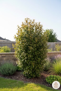 Parrotia persica 'Persian Spire' buske 40-60 cm