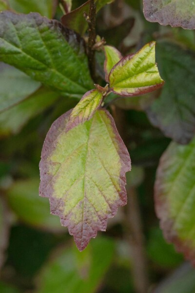 Parrotia persica 'Persian Spire' C15 125-150