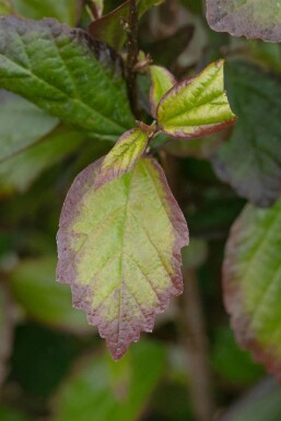 Parrotia persica 'Persian Spire' C15 125-150