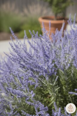 Perovskia atriplicifolia 'Little Spire' buske 30-40 cm