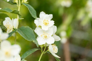 Philadelphus coronarius C3 40-60